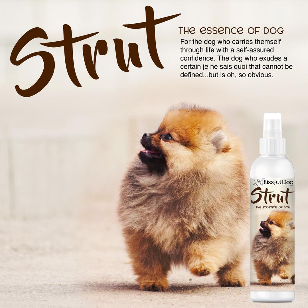 pomeranian dog cologne